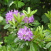 Rhododendron by oldjosh