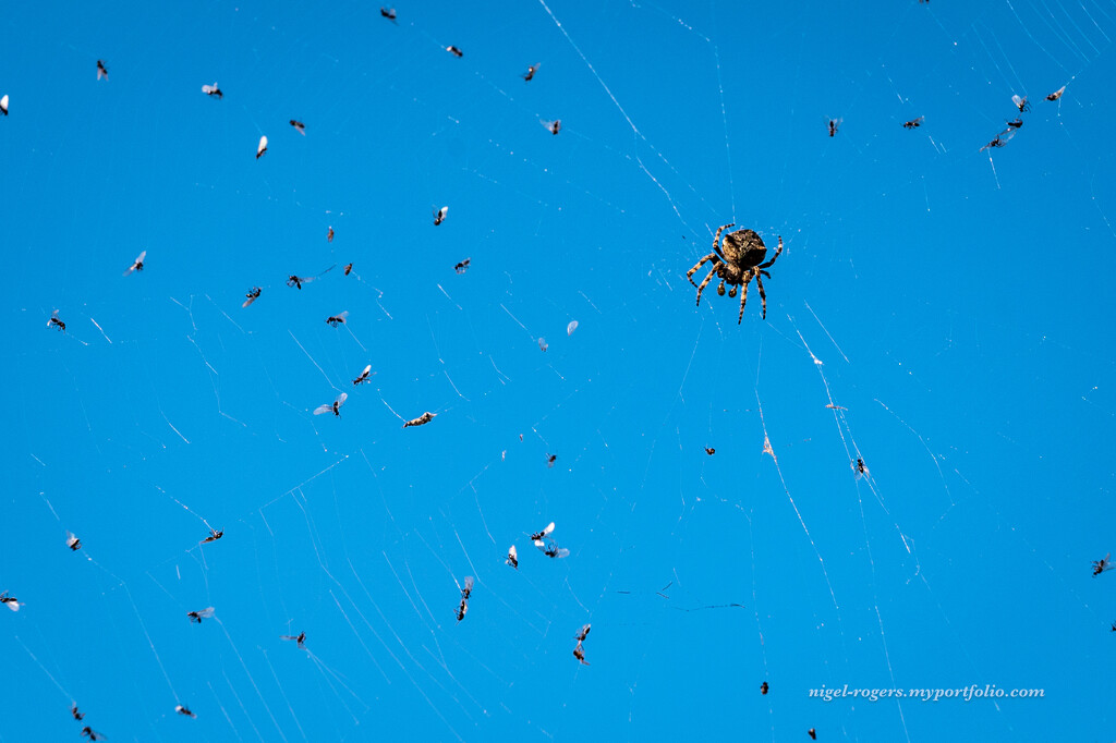 Spider feeding time by nigelrogers