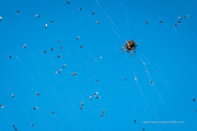 9th May 2023 - Spider feeding time