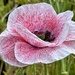 Pink(ish) Poppy by carole_sandford