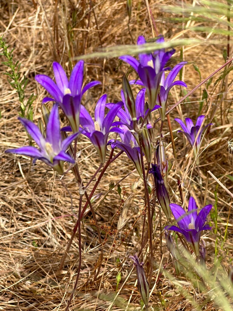 Brodiaea or Cluster Lily by shutterbug49