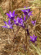 21st Jun 2023 - Brodiaea or Cluster Lily