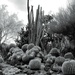 Sonoran scene by blueberry1222