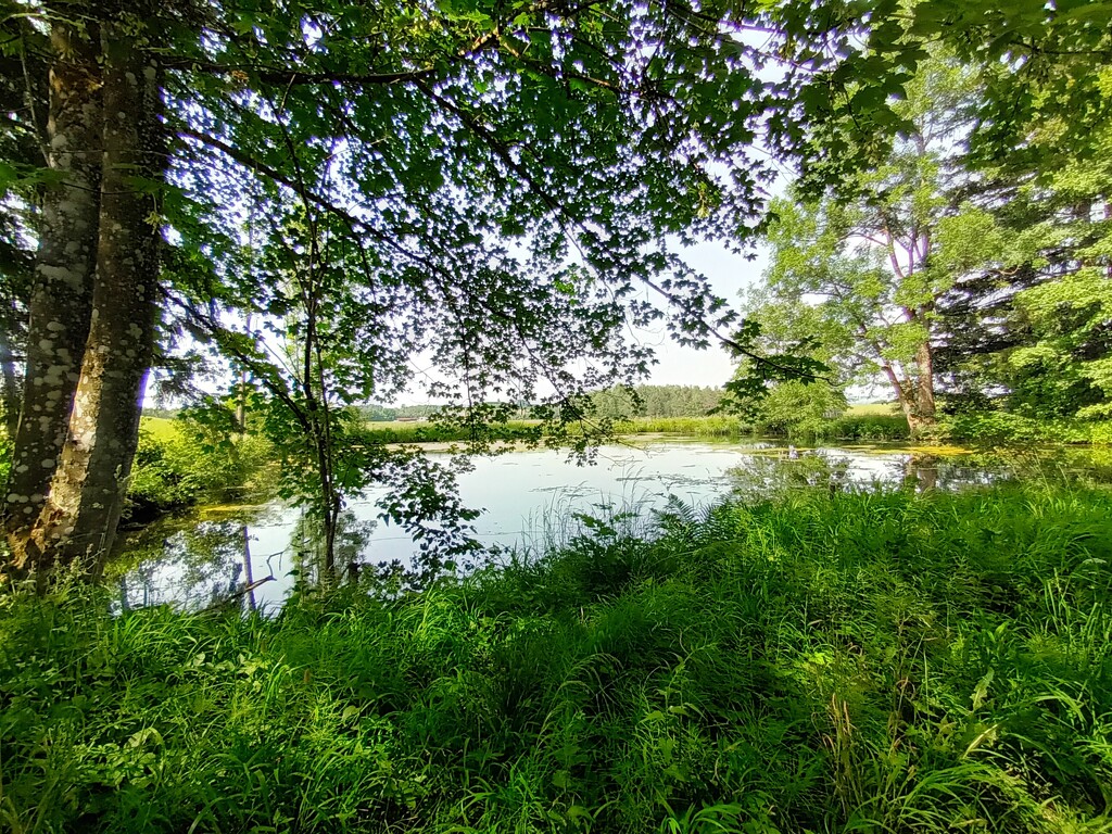 Pond in the wood by cordulaamann