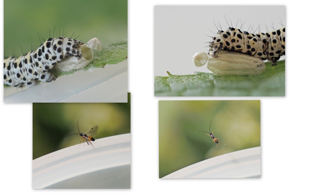 mullein  caterpillar and parasitic Wasp by jesika2