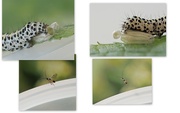 20th Jun 2023 - mullein  caterpillar and parasitic Wasp