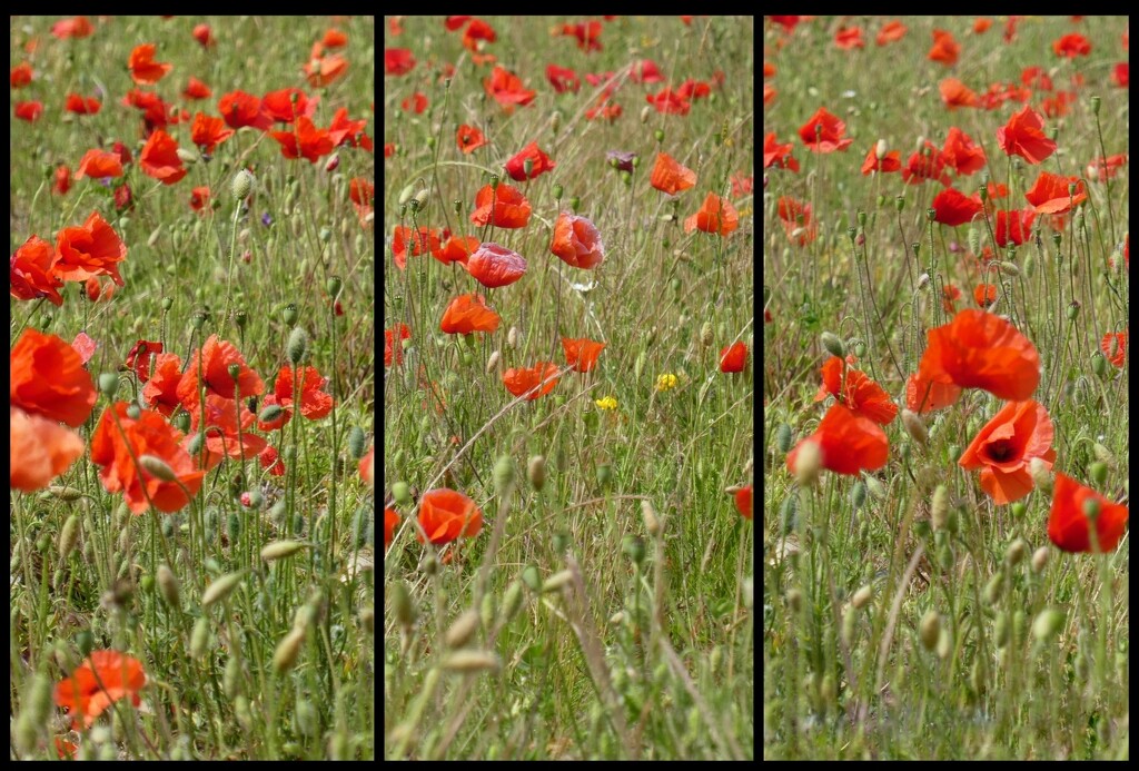 Another Poppy Field by 30pics4jackiesdiamond