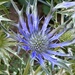 Sea Holly by phil_sandford