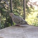 Wild June - Mourning Dove  by spanishliz