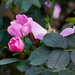 Sweet Briar Rose by gardencat