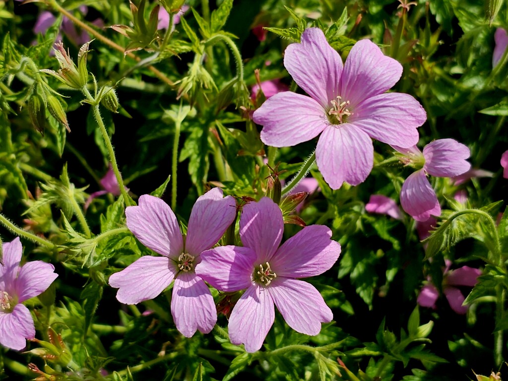 Little Pink Blooms by serendypyty