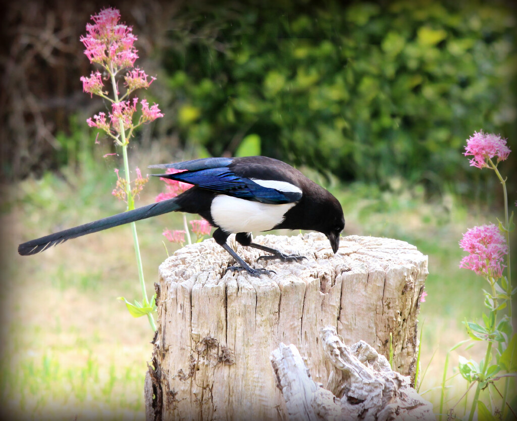 Magpie  by wendyfrost