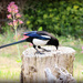 Magpie  by wendyfrost