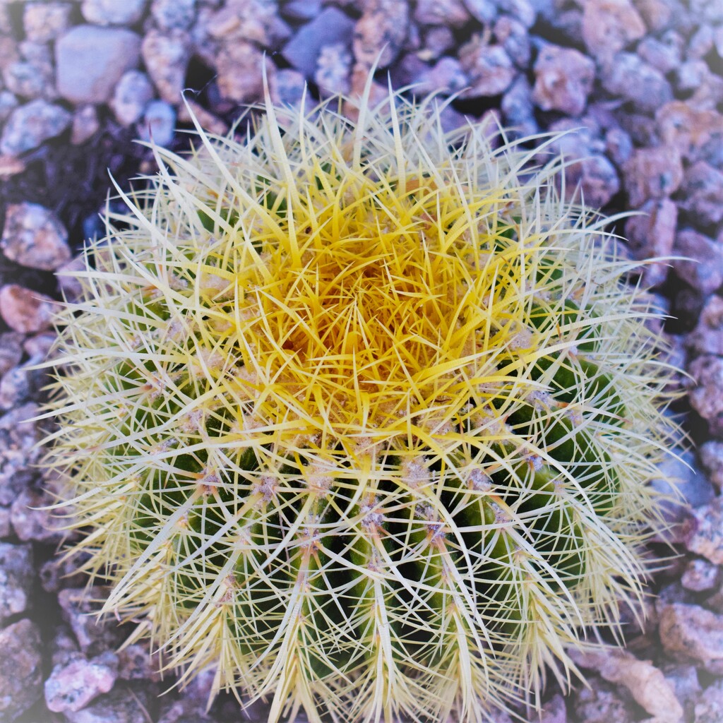 Jun 18 Barrel Cactus by sandlily