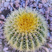 18th Jun 2023 - Jun 18 Barrel Cactus