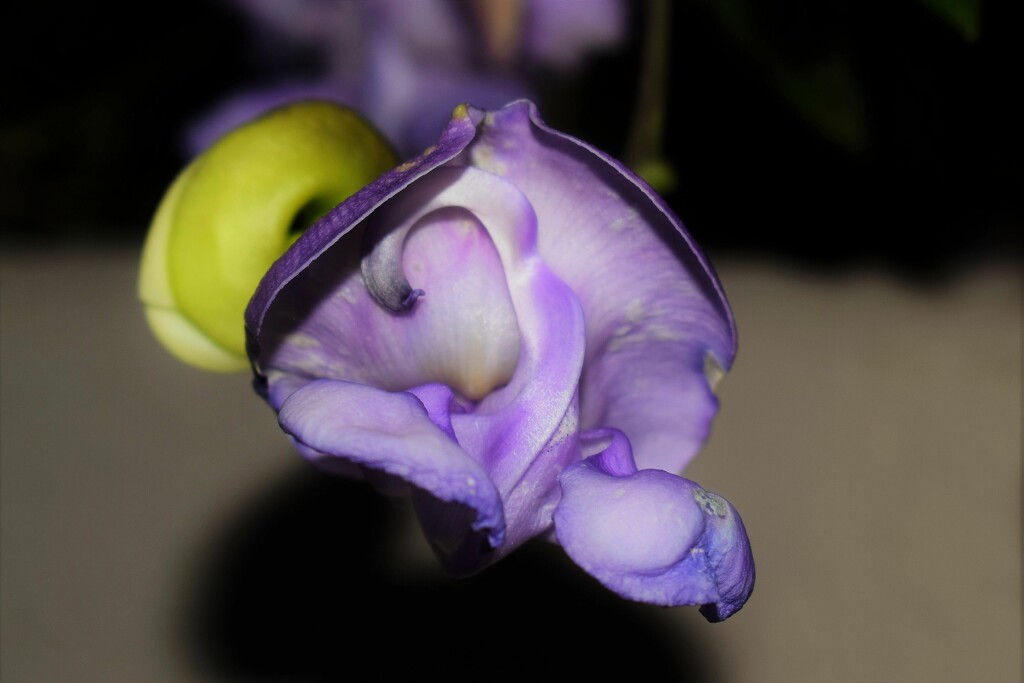 Jun 18 Purple Bloom by sandlily