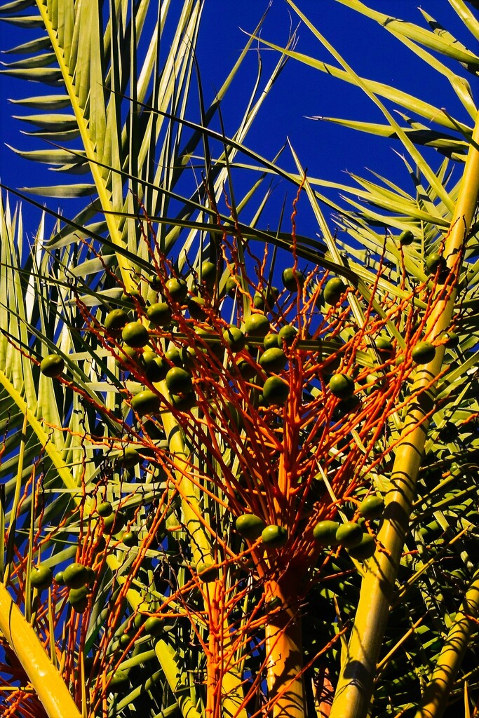 Jun 20 Palm Fruit by sandlily