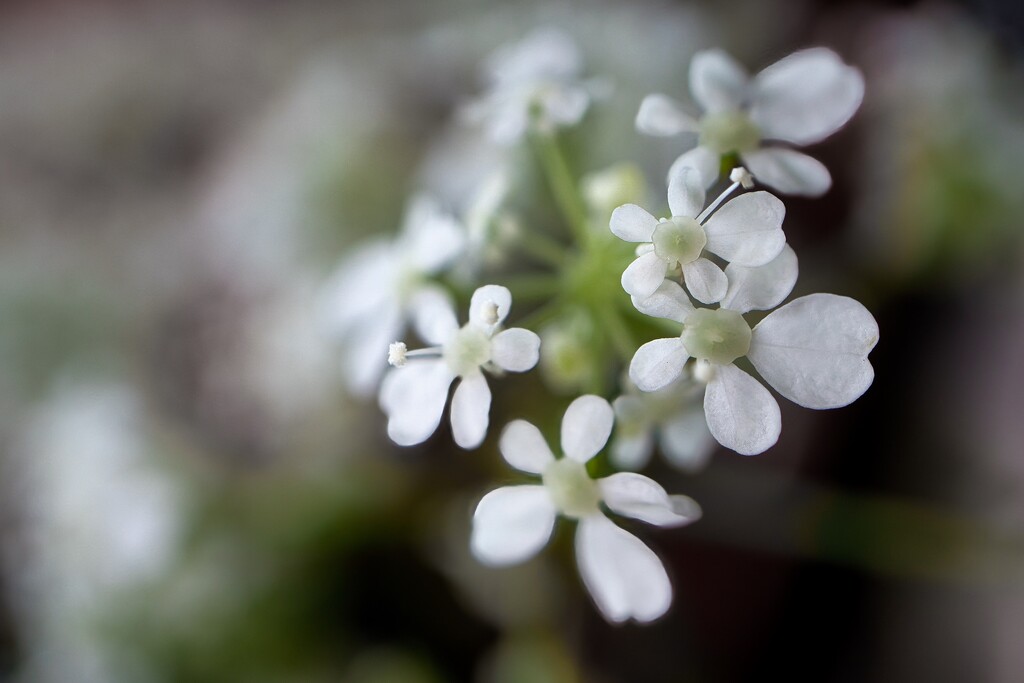 Cow parsley by okvalle