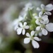 Cow parsley by okvalle