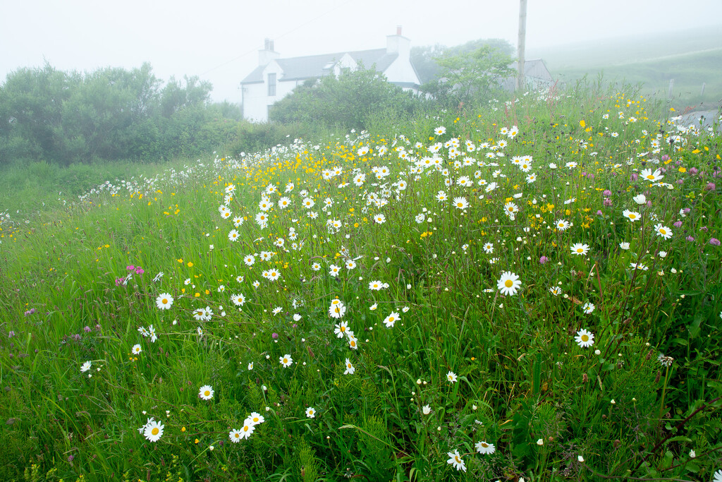 Flowers in the Mist by lifeat60degrees