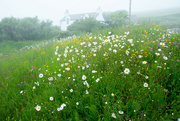 21st Jun 2023 - Flowers in the Mist