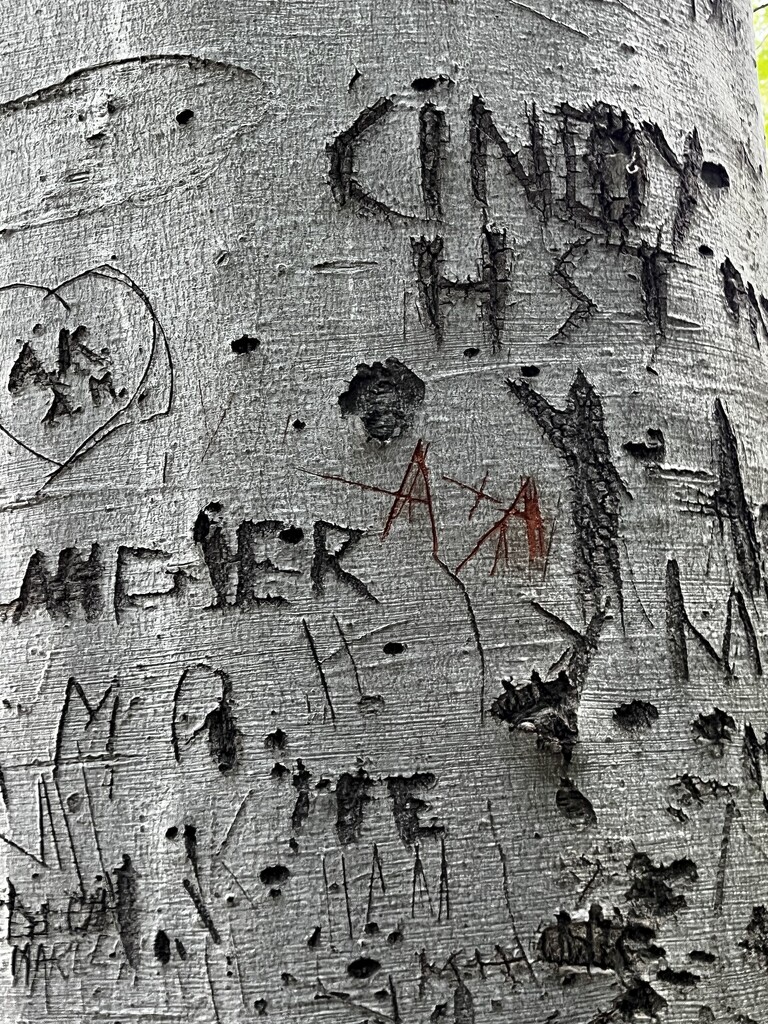 Tree by asaaddekelver