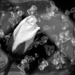 White Rose... by marlboromaam