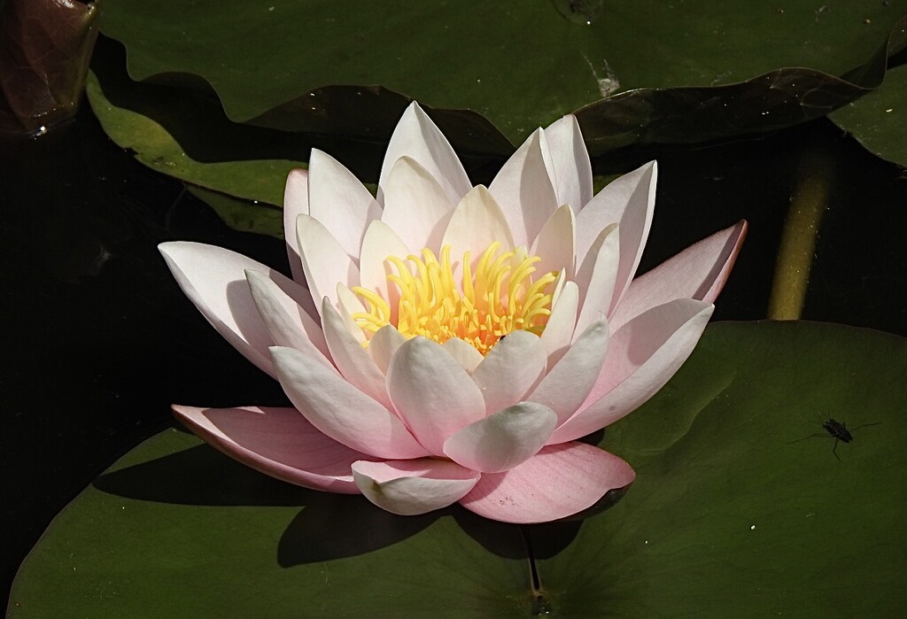 Year 11 Day 1 Pond Lily by susiemc