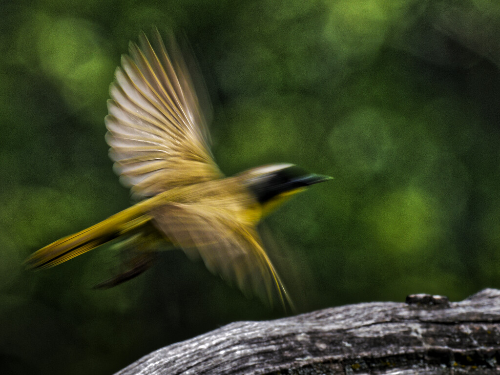 Common yellowthroat in flight by rminer