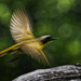 Common yellowthroat in flight by rminer