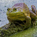 bullfrog out of water by rminer