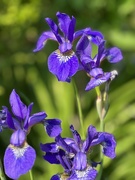 21st Jun 2023 - Purple Iris 