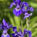 Purple Iris  by radiogirl
