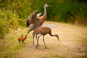 21st Jun 2023 - Sand Hill Crane Family 