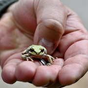 19th Jun 2023 - A Pacific Chorus Frog