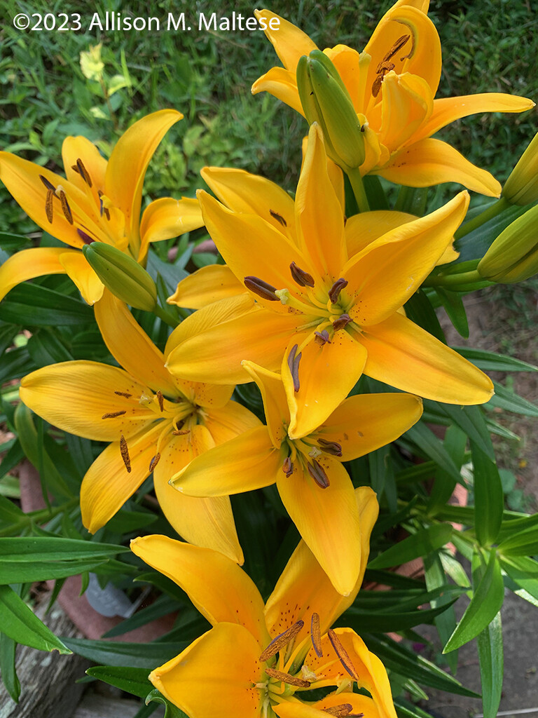 Yellow Lilies by falcon11