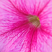 21st Jun 2023 - 21 Pink flower