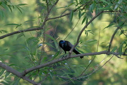21st Jun 2023 - Blackbird in a Tree