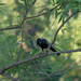 Blackbird in a Tree by tosee