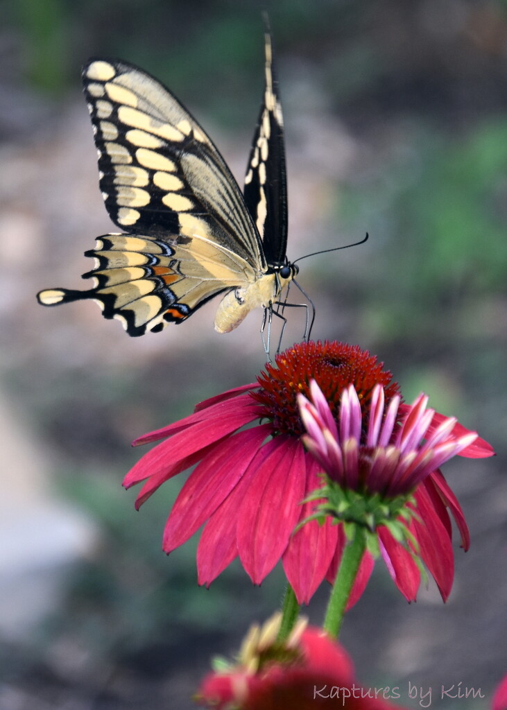 Swallowtail Visit by genealogygenie
