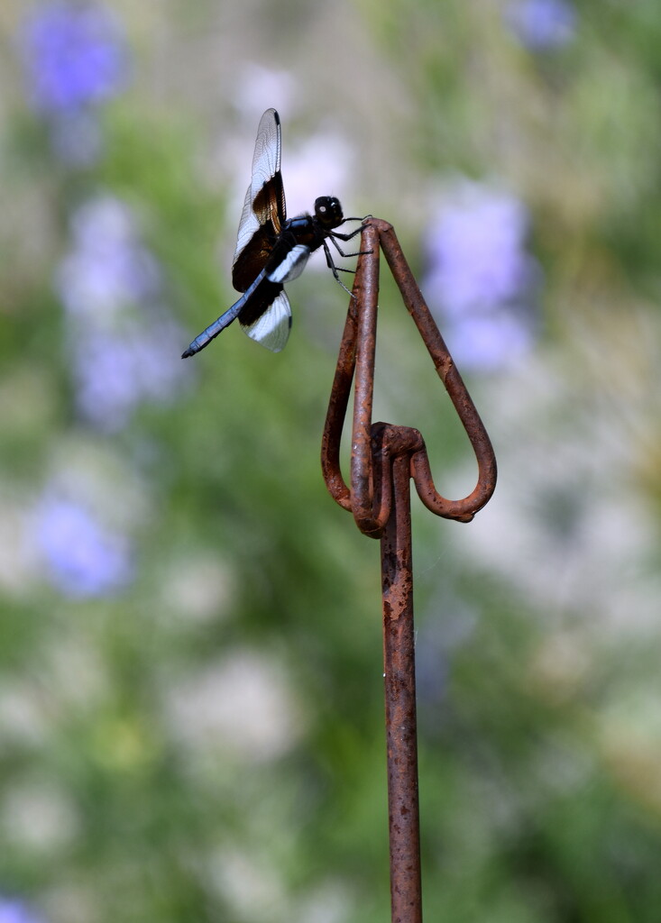 Flitting and Fluttering  by genealogygenie