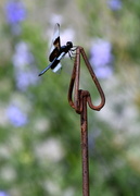 19th Jun 2023 - Flitting and Fluttering 