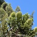 Araucaria bidwillii by cadu