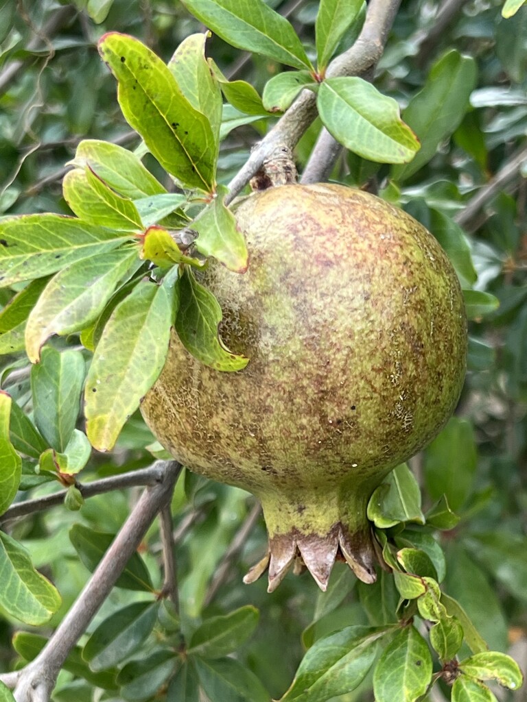 Pomegranate by cadu