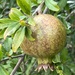 Pomegranate by cadu