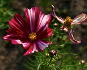 21st Jun 2023 - 3 stages of cosmos