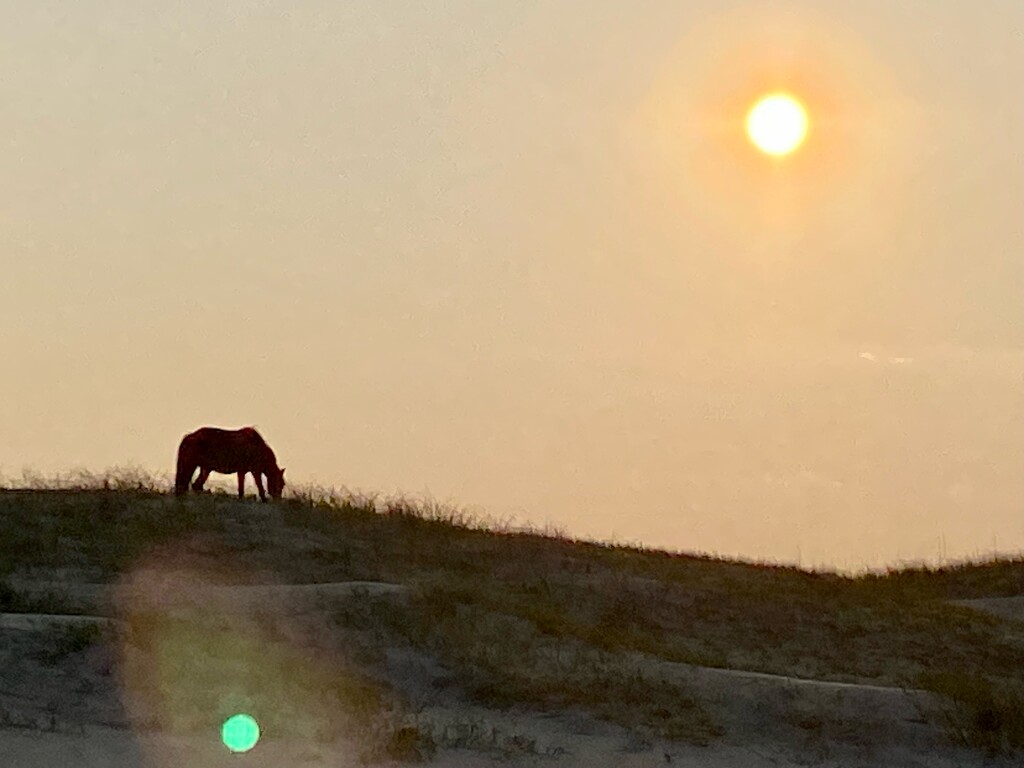 Wild horse at sunset by bellasmom