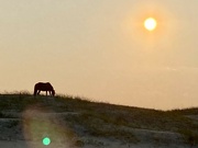 17th Jun 2023 - Wild horse at sunset