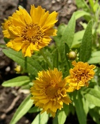 21st Jun 2023 - Big flower Coreopsis-Early Sunrise