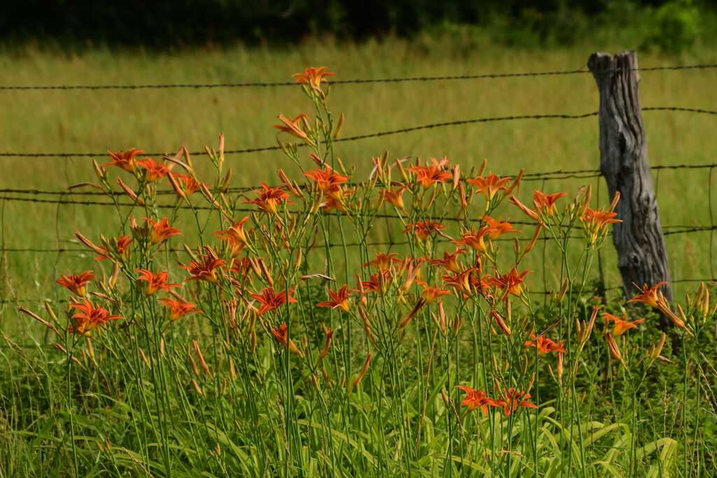Daylilies and a Country Fence by kareenking